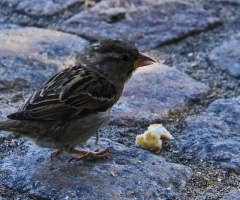 Little hungry chap