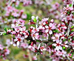 Wild Spring....