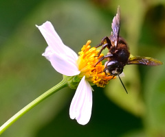Black Bee