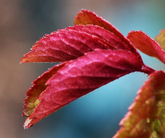 Close to a color