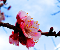 Beauty of Spring...