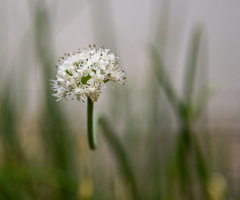 Onion Flower