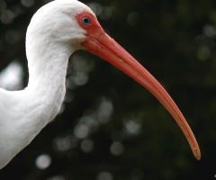 White Ibis