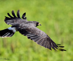 Flying in black