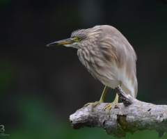 കണ്ടത്തിമുണ്ടി