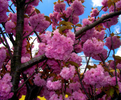 BLÜTEN