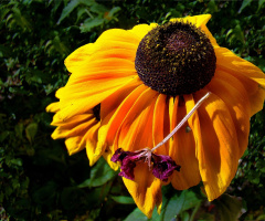 BLÜTEN