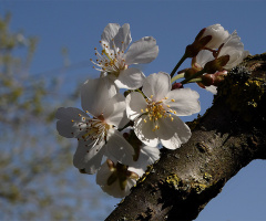 Bahar Dalı