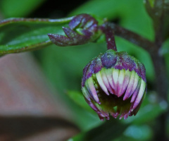 Before flowering