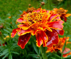 REGENTROPFEN