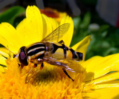 BLÜTE MIT BESUCH 
