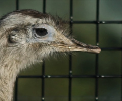 Close to an ostrich