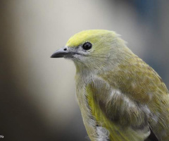 Palm Tanager