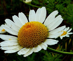 Papatya