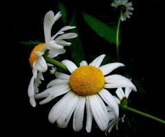 BLÜTEN
