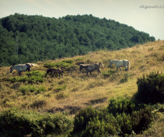 atlar