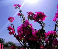 Good Morning.....
