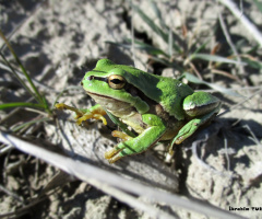 Minik Kurbağa (Tiny Frog)