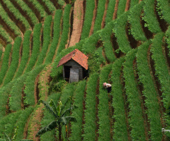 onion farmers