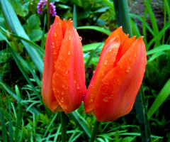 TULPEN