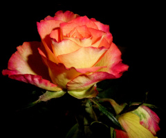 ROSEN