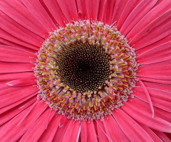 Cosmos