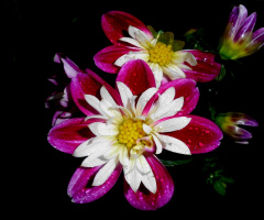 BLÜTEN