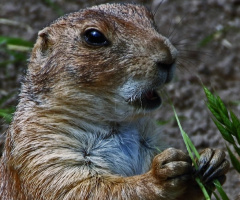 Hungry Chap