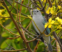 Eating flowers
