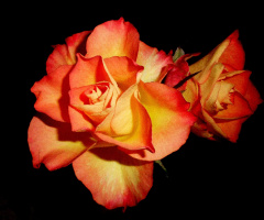 ROSEN