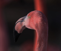 Flamingo profile