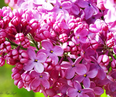 lilac flower