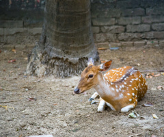 The Chital / Spotted Deer