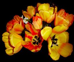 TULPEN