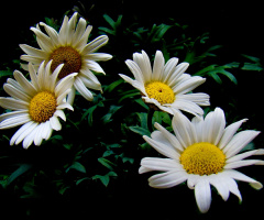 BLÜTEN
