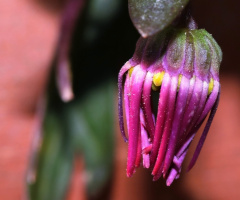 Macro