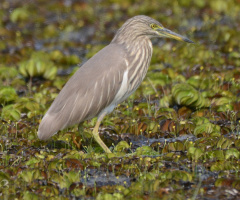 Indian Pond Heron
