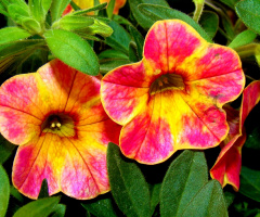 BLÜTEN