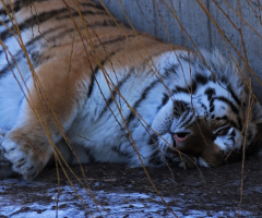 Amur tiger