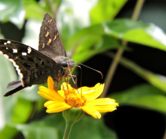 Mariposa