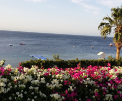 Egypt - Sharm Alsheikh