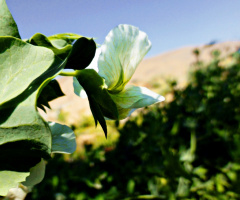 Pea blossom