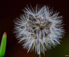 Dandelion