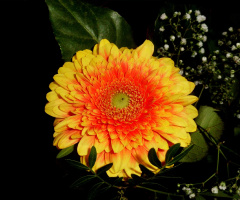 BLÜTE