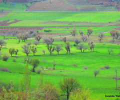 Yeşil Doğa