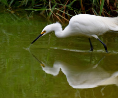 Reflexo