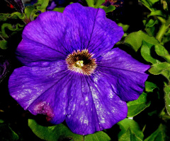 BLÜTE