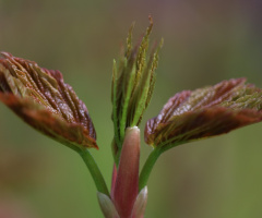 Close up