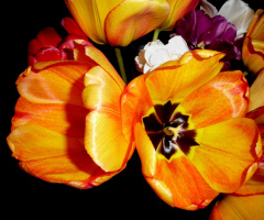 TULPEN