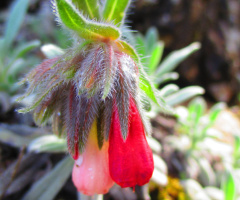 Emzik Otu - Onosma Sp